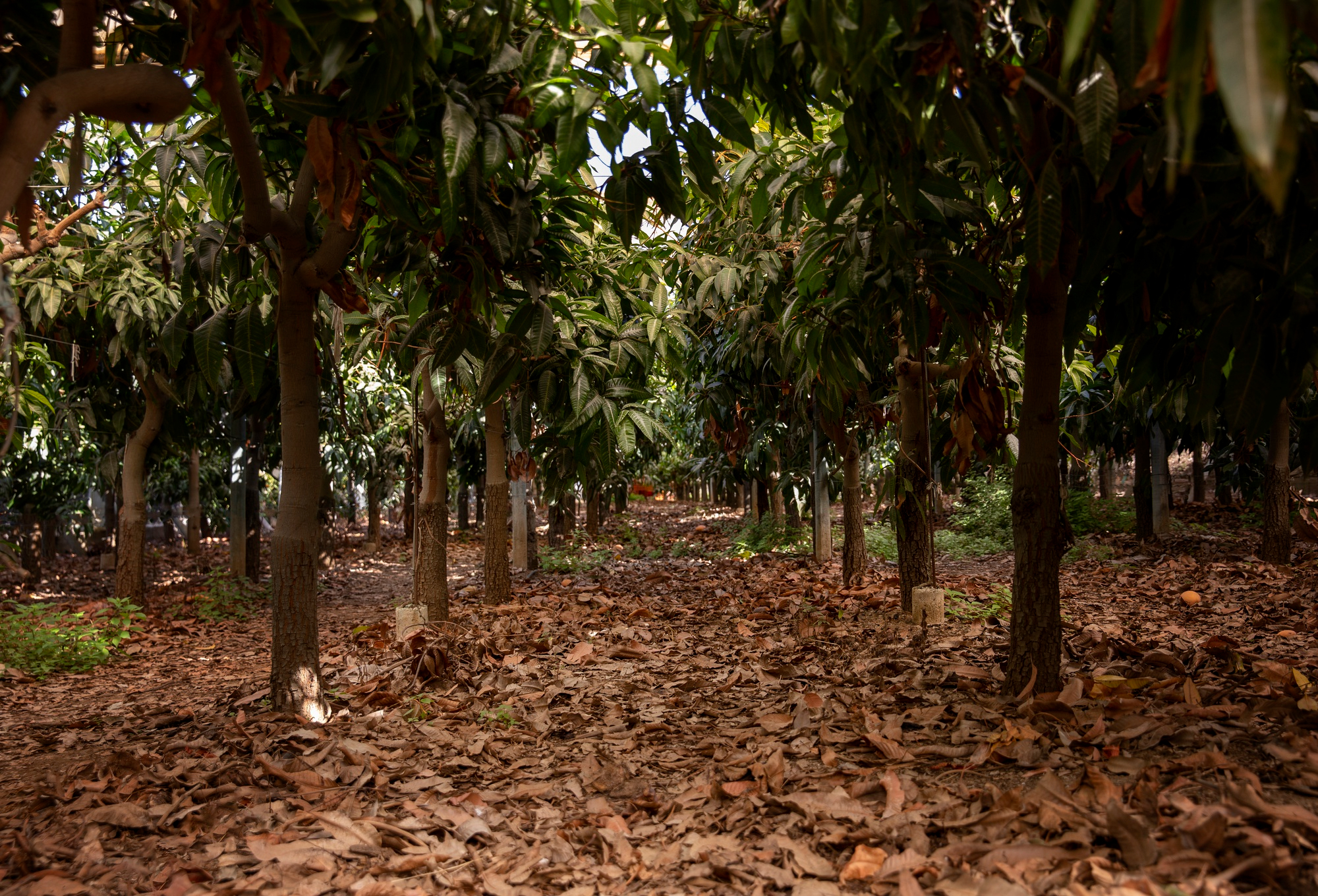 Agrowisata Kakao
